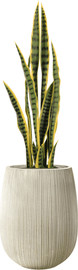 Garden Accessoirs סנסיוורייה 92 ס”מ כולל כד סנטוריני קרם גודל 40 ס"מ