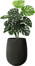 Garden Accessoirs מונסטרה 1.0 מטר כולל כד סנטוריני שחור גודל 40 ס"מ