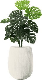 Garden Accessoirs מונסטרה 1.0 מטר כולל כד סנטוריני לבן גודל 60 ס"מ
