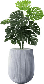 Garden Accessoirs מונסטרה 1.0 מטר כולל כד סנטוריני אפור גודל 60 ס"מ