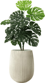 Garden Accessoirs מונסטרה 1.0 מטר כולל כד סנטוריני קרם גודל 60 ס"מ