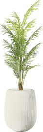 Garden Accessoirs דקל הוואי 2.0 מטר כולל כד סנטוריני לבן גודל 40 ס"מ