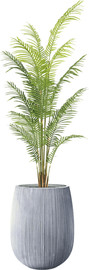 Garden Accessoirs דקל הוואי 2.0 מטר כולל כד סנטוריני אפור גודל 40 ס"מ