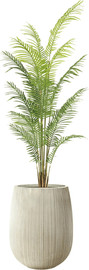 Garden Accessoirs דקל הוואי 2.0 מטר כולל כד סנטוריני קרם גודל 40 ס"מ
