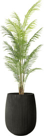 Garden Accessoirs דקל הוואי 2.0 מטר כולל כד סנטוריני שחור גודל 60 ס"מ