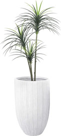 Garden Accessoirs עץ יוקה מפוצל מלאכותי 1.6 מטר כולל כד סנטוריני גבוהה לבן גובה 62 ס"מ