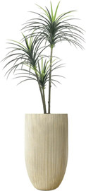 Garden Accessoirs עץ יוקה מפוצל מלאכותי 1.6 מטר כולל כד סנטוריני גבוהה קרם גובה 77 ס"מ