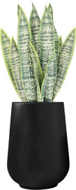 Garden Accessoirs סנסיוורייה מלאכותית 55 ס”מ כולל כד פיראוס שחור גובה 40 ס"מ