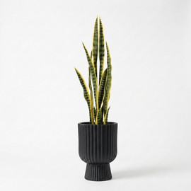 Garden Accessoirs סנסיוורייה מלאכותית 92 ס”מ כולל כד ונציה שחור גובה 45 ס"מ