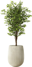Garden Accessoirs עץ פיקוס ירוק מלאכותי 1.7 מטר כולל כד סנטוריני קרם גובה 60 ס"מ