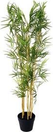 הכל כלול עציץ במבוק 195 עלים 120 ס״מ