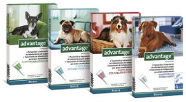 ADVANTAGE אדוונטג' לכלב פרעושים 10 עד 25 ק"ג