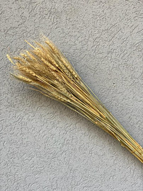 1item זר חיטה מיובשת - טבעי