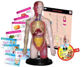 I AM Toys גוף האדם לילדים
