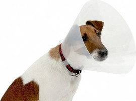 My Pet Pharm צווארון רפואי | 12.5 ס"מ