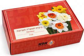 FLORY2GO מארז 25 פקעות נרקיס חצוצרה לשתילה - תערובת צבעים