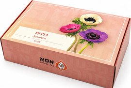FLORY2GO מארז 50 פקעות כלנית לשתילה – תערובת צבעים