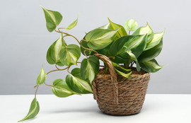B-DECOR עציץ צמחייה נשפכת מלאכותית בסלסלת חבל תלויה/מונחת (40X19 ס"מ)