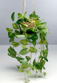 B-DECOR עציץ חבל עלים נשפך 40x14